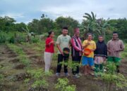 Tekan Inflasi, Pj Bupati Muna Barat Tinjau Perkebunan Cabe