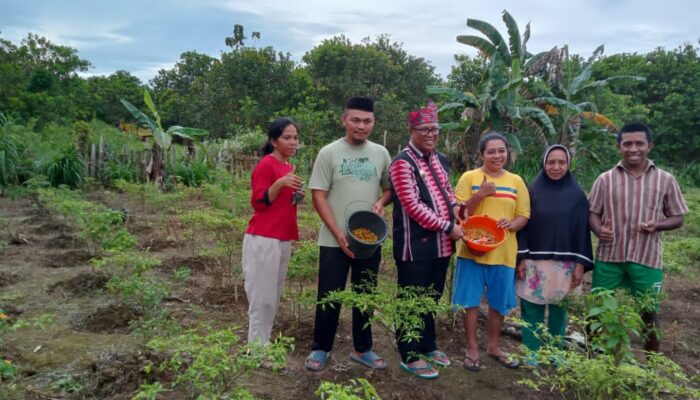 Tekan Inflasi, Pj Bupati Muna Barat Tinjau Perkebunan Cabe